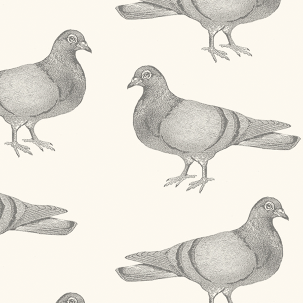 Pigeon Wallpaper Sample, Grey