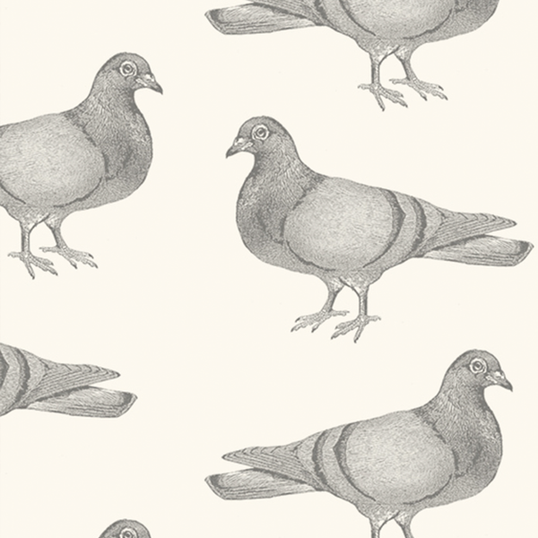 Pigeon Wallpaper Sample, Grey